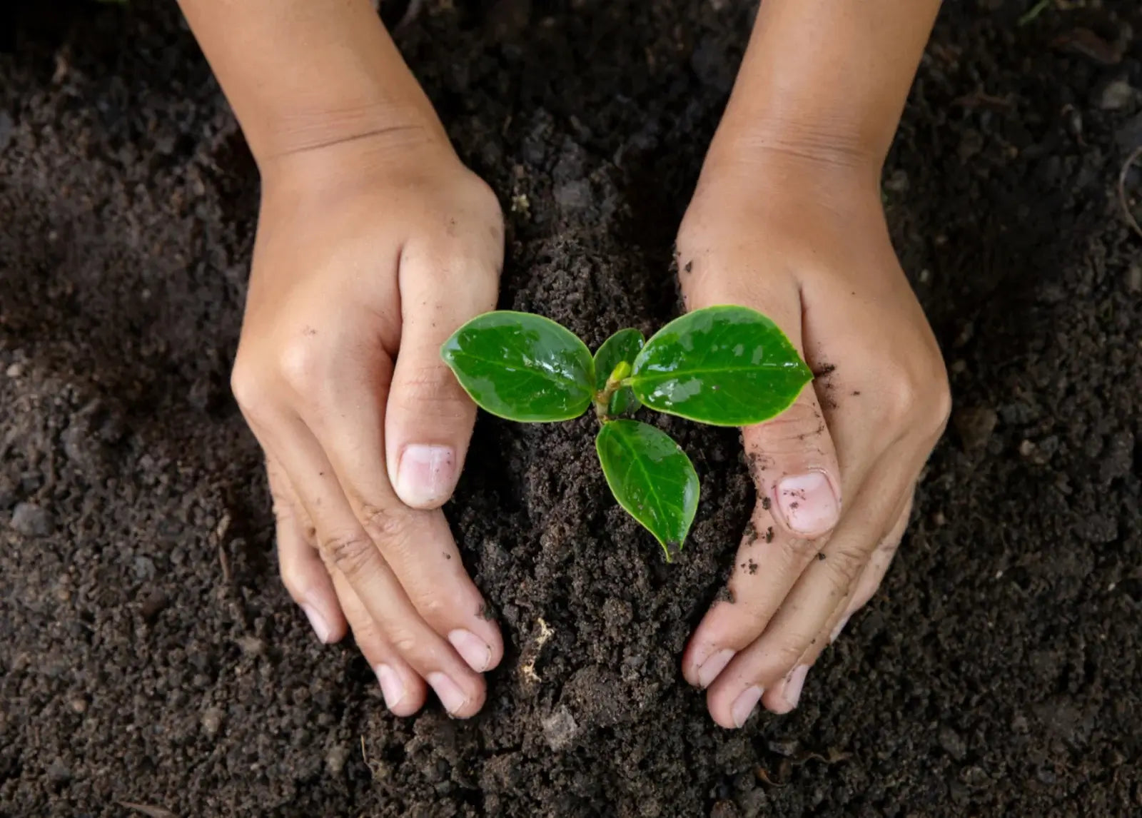 Hands holding a small plant over soil